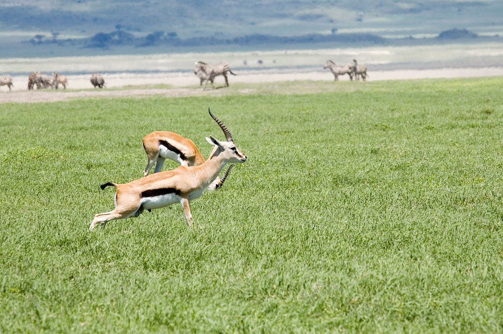 Ngorongoro Thomsons00.jpg - Thompson’s Gazelle (Gazella rufifrons), Tanzania March 2006